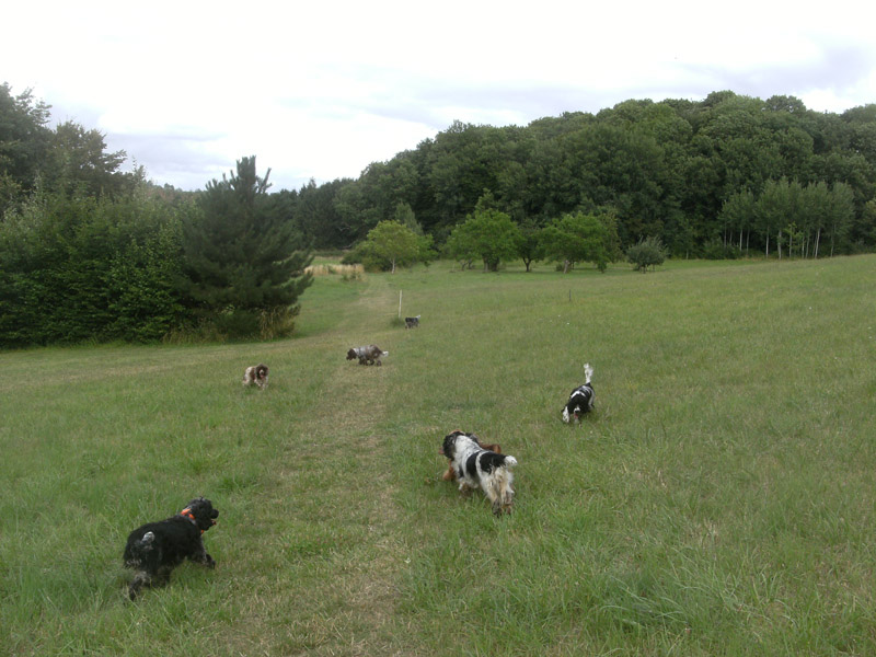 Elevage de chiens en semi-liberté dans la campagne champenoise